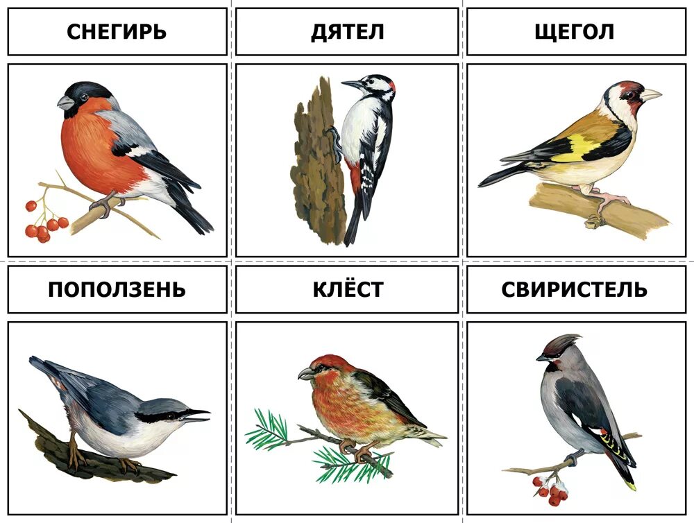 Откуда название птиц. Карточки птицы России для детей зимующие. Карточки зимующие и перелетные птицы для дошкольников. Карточки перелетные и зимующие птицы России. Карточки зимующие птицы птицы.