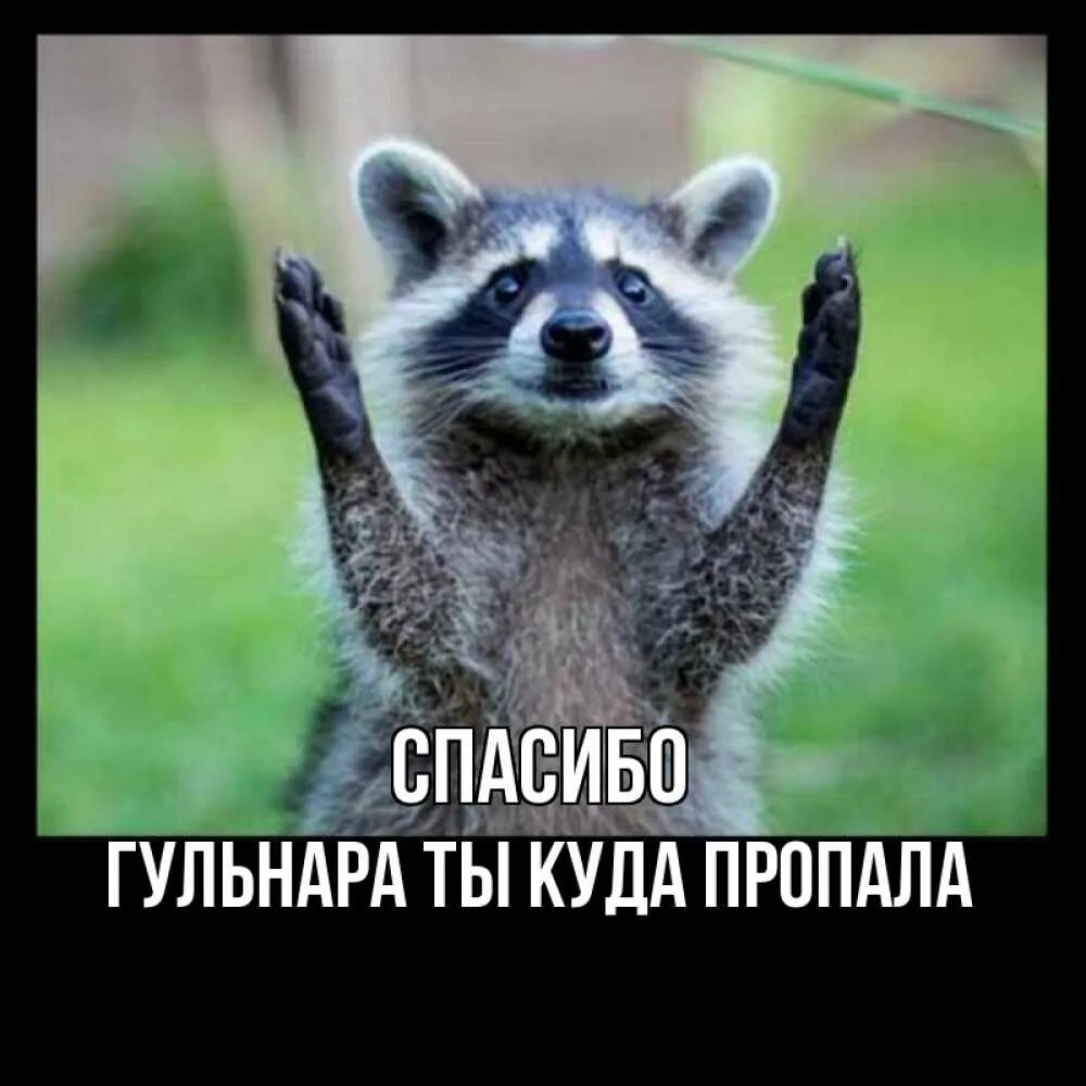 Спасибо куда деваться. Енот спасибо. привет от енота. привет александр. привет оксана картинки.