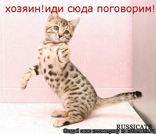 пошла причем. нормальненько так. шел хозяин. шел хозяин. шел хозяин.