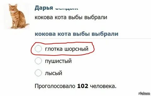 Да я видел какого то кота