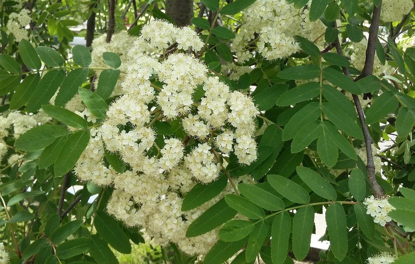 Рябина цветет. Рябина Эдулис. Рябина обыкновенная дерево. Sorbus aucuparia цветет. Рябина обыкновенная цветы.