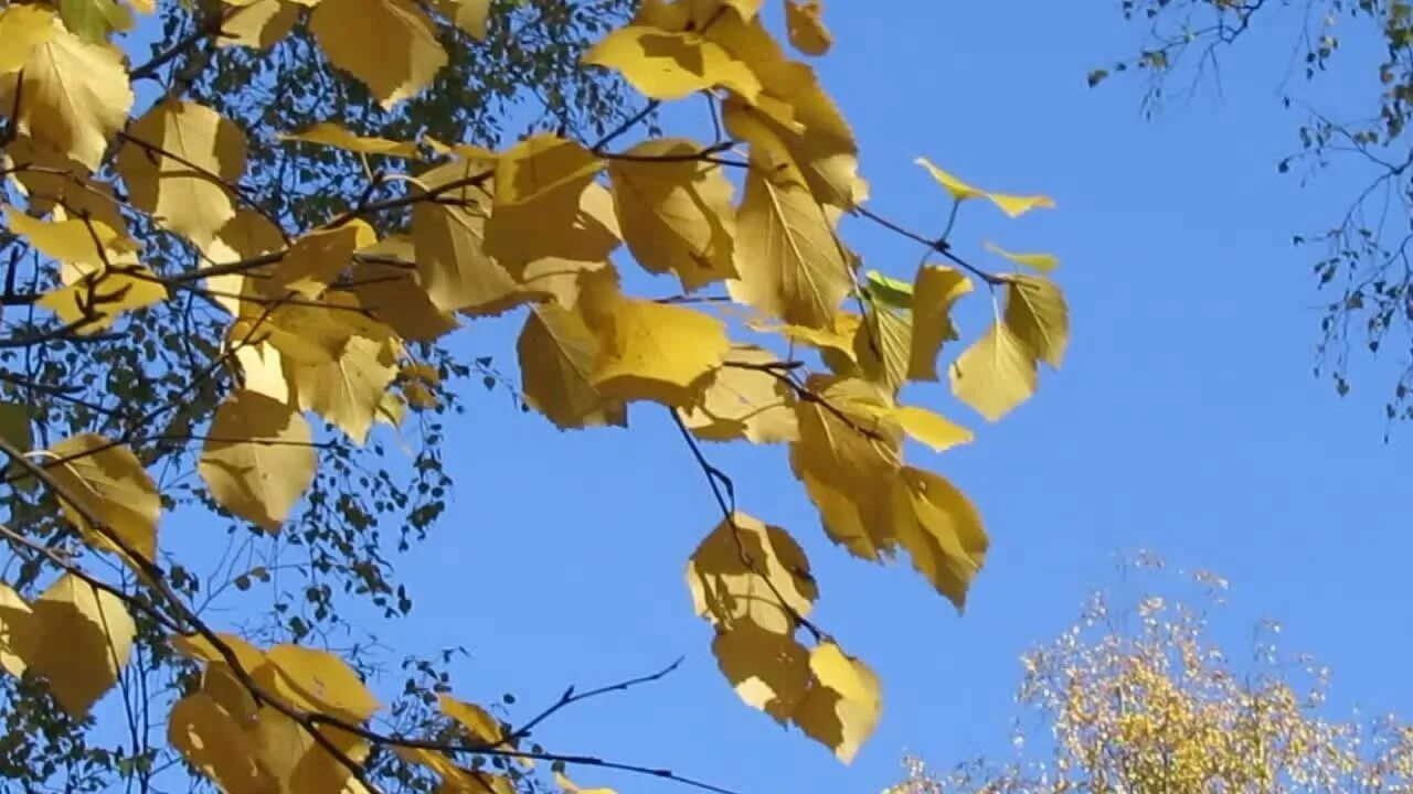 Листья жёлтые над городом. Листья жёлтые медленно падают. Последние желтые листья Дэвис. Поток желтых листьев. Листья желтые кружатся оригинал