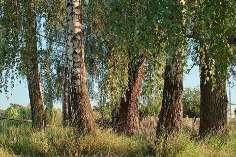 Темнеют тополи