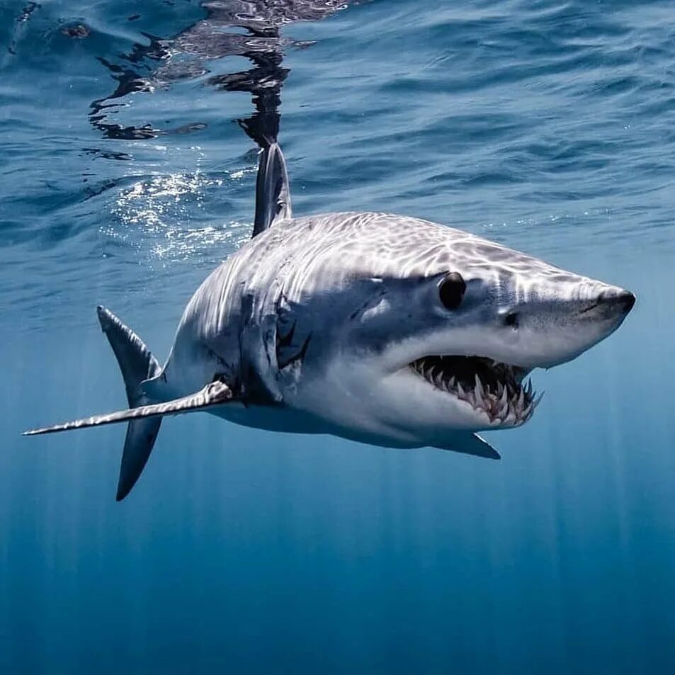 Опасна ли акула мако. Акула мако. Серо голубая акула мако. Акула-мако (серо-голубая акула). Мако акула чернорылая.
