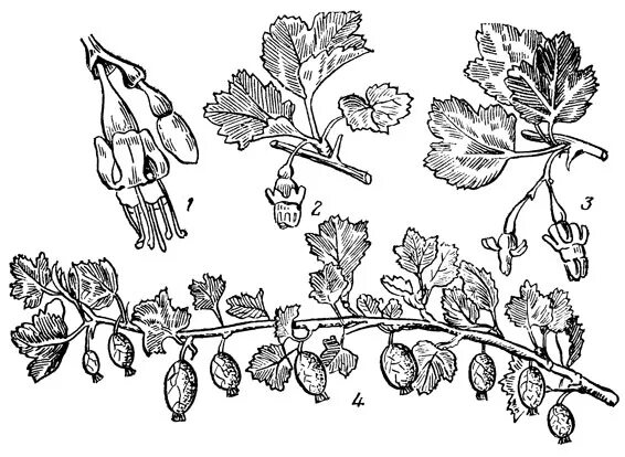 Части крыжовника. Морфология крыжовника. Крыжовник обыкновенный плодовые кустарники. Строение листа крыжовника. Строение куста крыжовника.