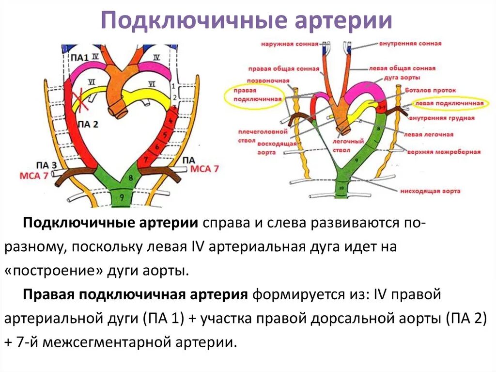 Ветви подключичной артерии схема. Устье подключичной артерии. Перечислите ветви подключичной артерии. Подключичная артерия и ее ветви. Щитошейный ствол подключичной артерии.