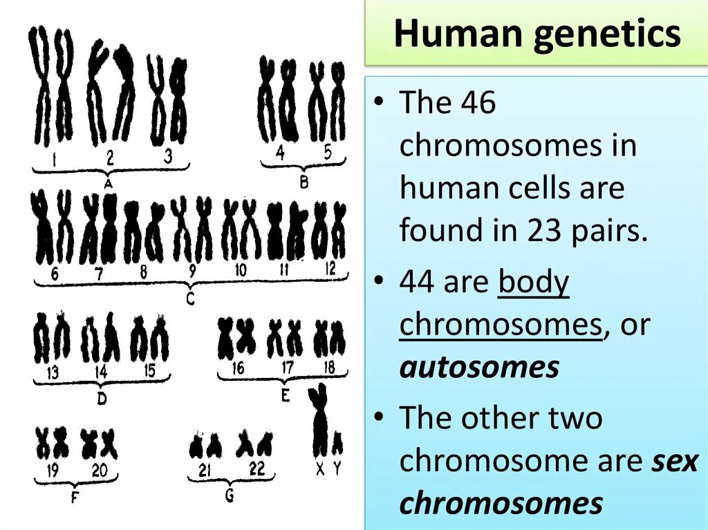 Human Genetics. Генетика предки. Генетика человека интересное. Генотип человека.