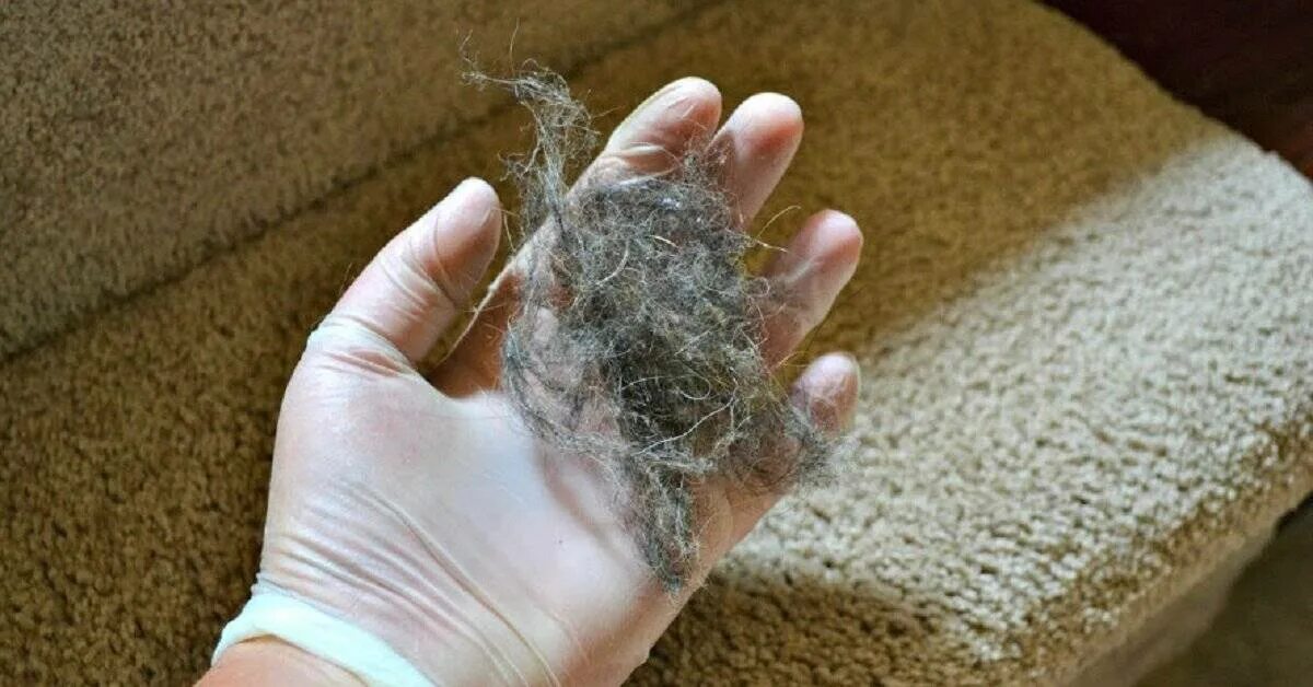 Как убрать кошачью шерсть. Как убрать кошачью шерсть. Как убрать кошачью шерсть. Щётка hurricane fur wizard. Электрическая очиститель от шерсти.