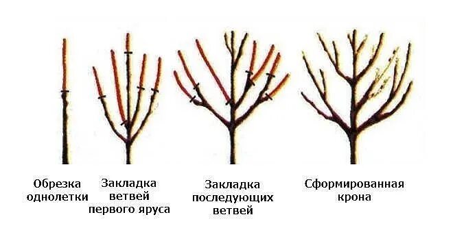 Вишня после посадки. Обрезка черешни весной схема. Обрезка вишни черешни весной схема. Схема обрезки черешни летом. Обрезка саженцев черешни весной.