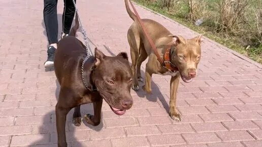 Pitbull певец. Pitbull 2022. Питбуль и женщина. Питбуль певец фото. Питбуль джина.