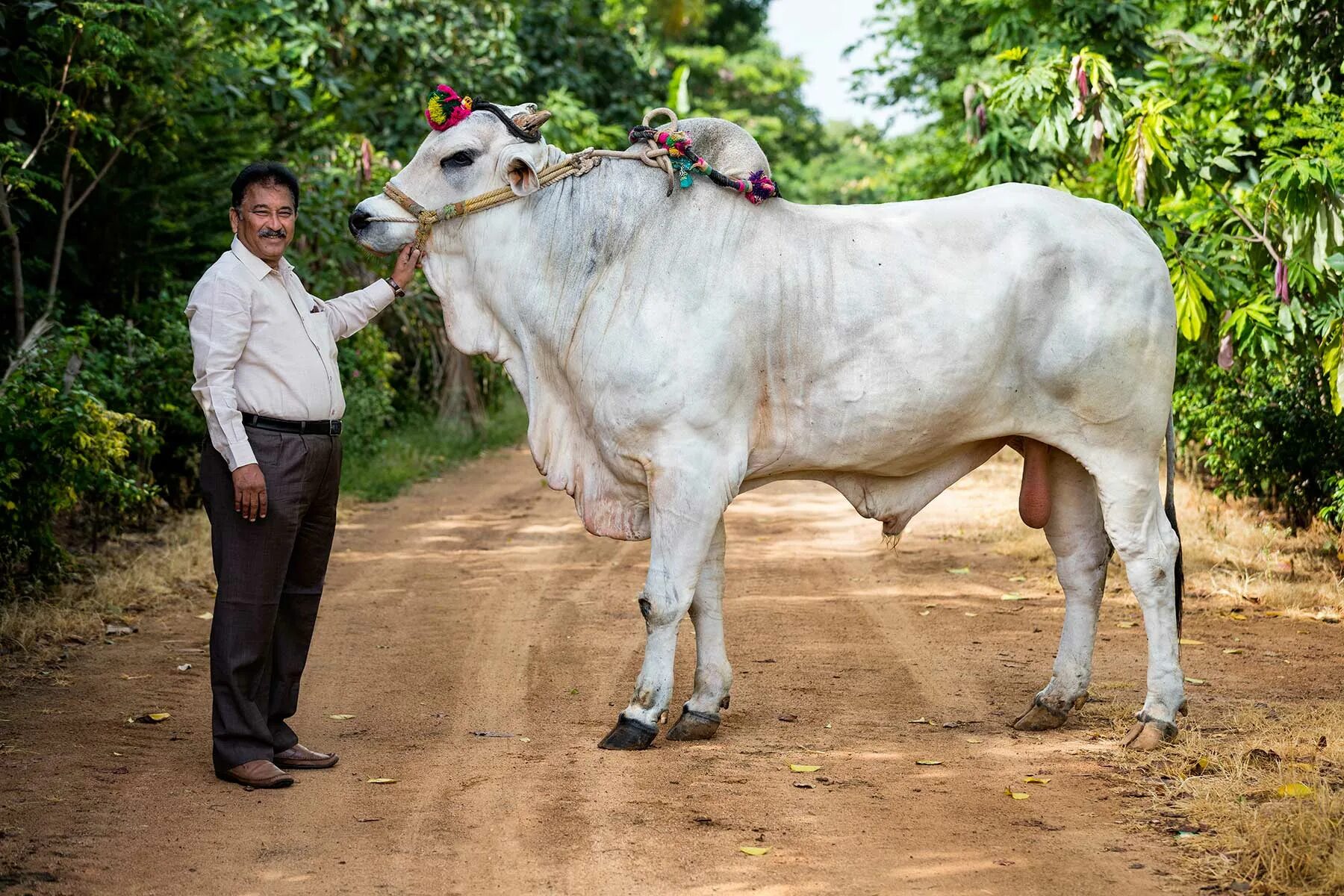 Manda bala super slowed. Аргентинский manda. bull and cow meeting. ongole cow. modern manda.