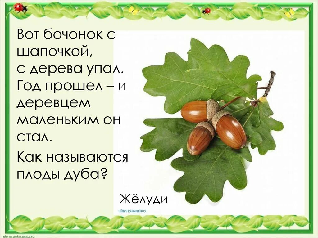 Загадка про желудь. Загадка про желудь. Ребята собрали под дубом спелые желуди. В этот гладкий коробок бронзового цвета спрятан маленький дубок. Загадка про дуб для детей.