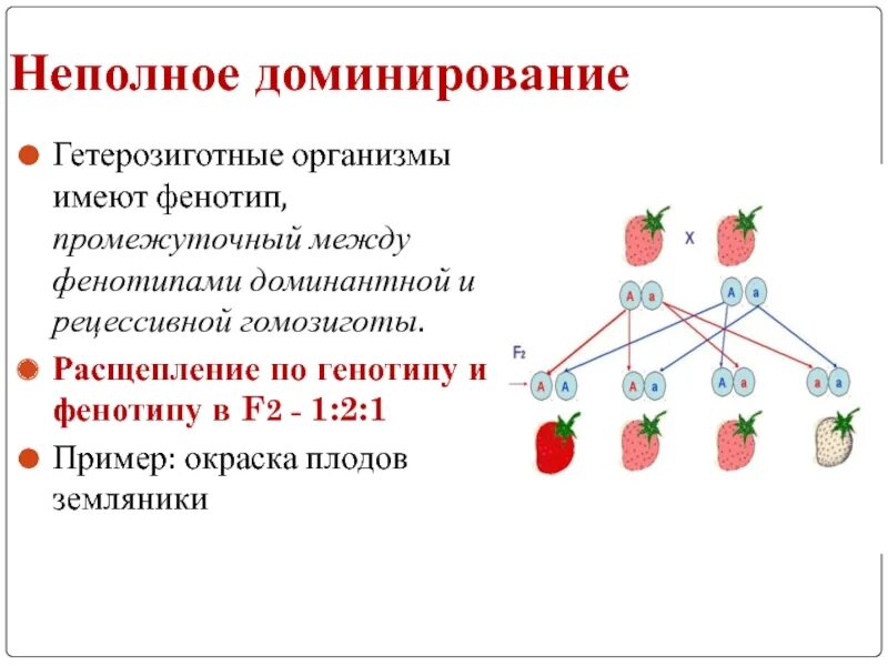 Какое расщепление по фенотипу будет. Какое расщепление по фенотипу будет