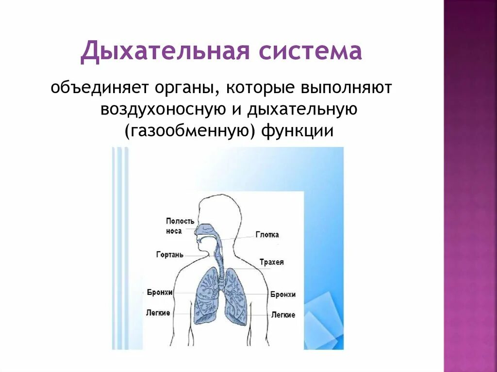 Дыхательная система функции системы. Дыхательная система органы и функции анатомия. Нормальная анатомия и физиология дыхательной системы. Дыхательная органы и функции органов дыхания.