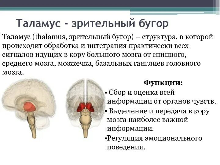 Функции таламуса промежуточного мозга. Таламус строение и функции. Промежуточный мозг. Структуры строение функции. Таламус в строении и функции головного мозга.