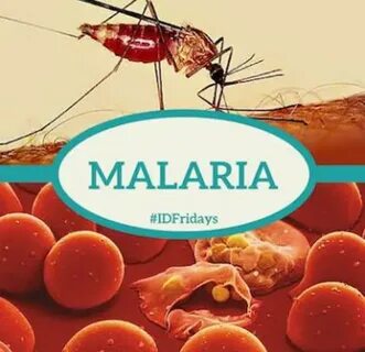 Малярия передача