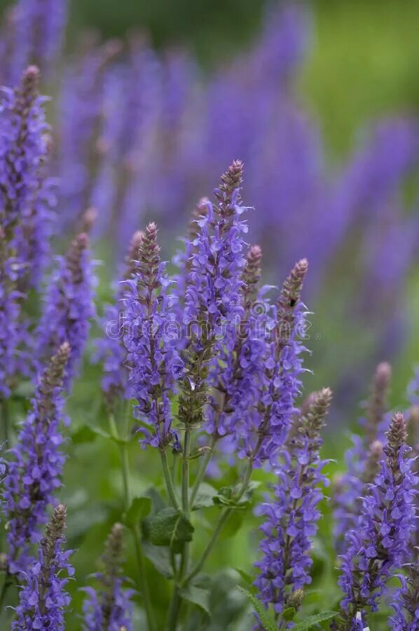 Шалфей Дубравный 'Blauhügel'. Шалфей Дубравный Blauhugel. Шалфей Дубравный (Salvia nemorosa `New Dimension Rose`). Шалфей Дубравный Rugen. Трава с голубыми цветами на ш