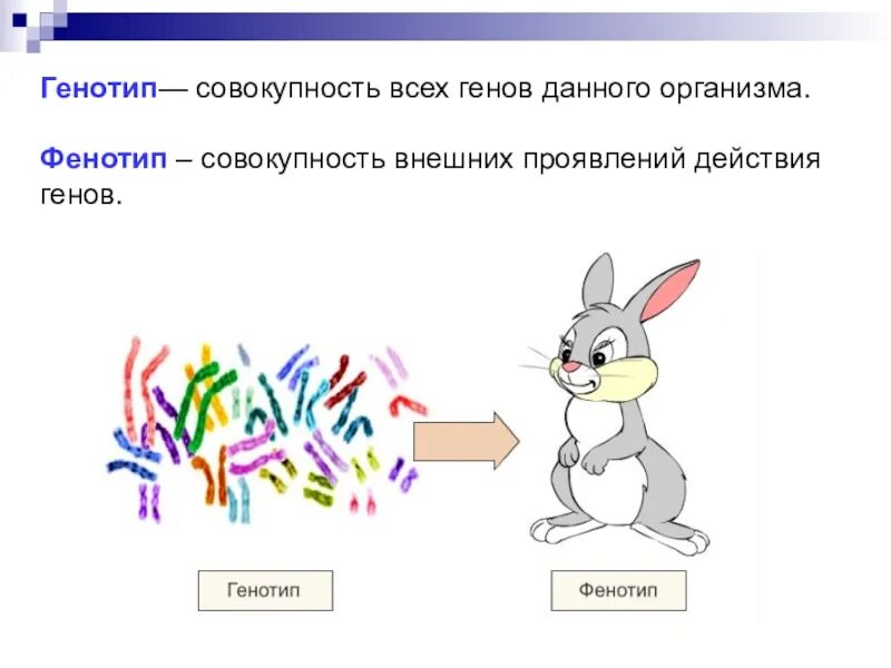 Генотип характеризует. Генотип и фенотип. Взаимосвязь генотипа и фенотипа. Генотип пример. Генотип и фенотип примеры.