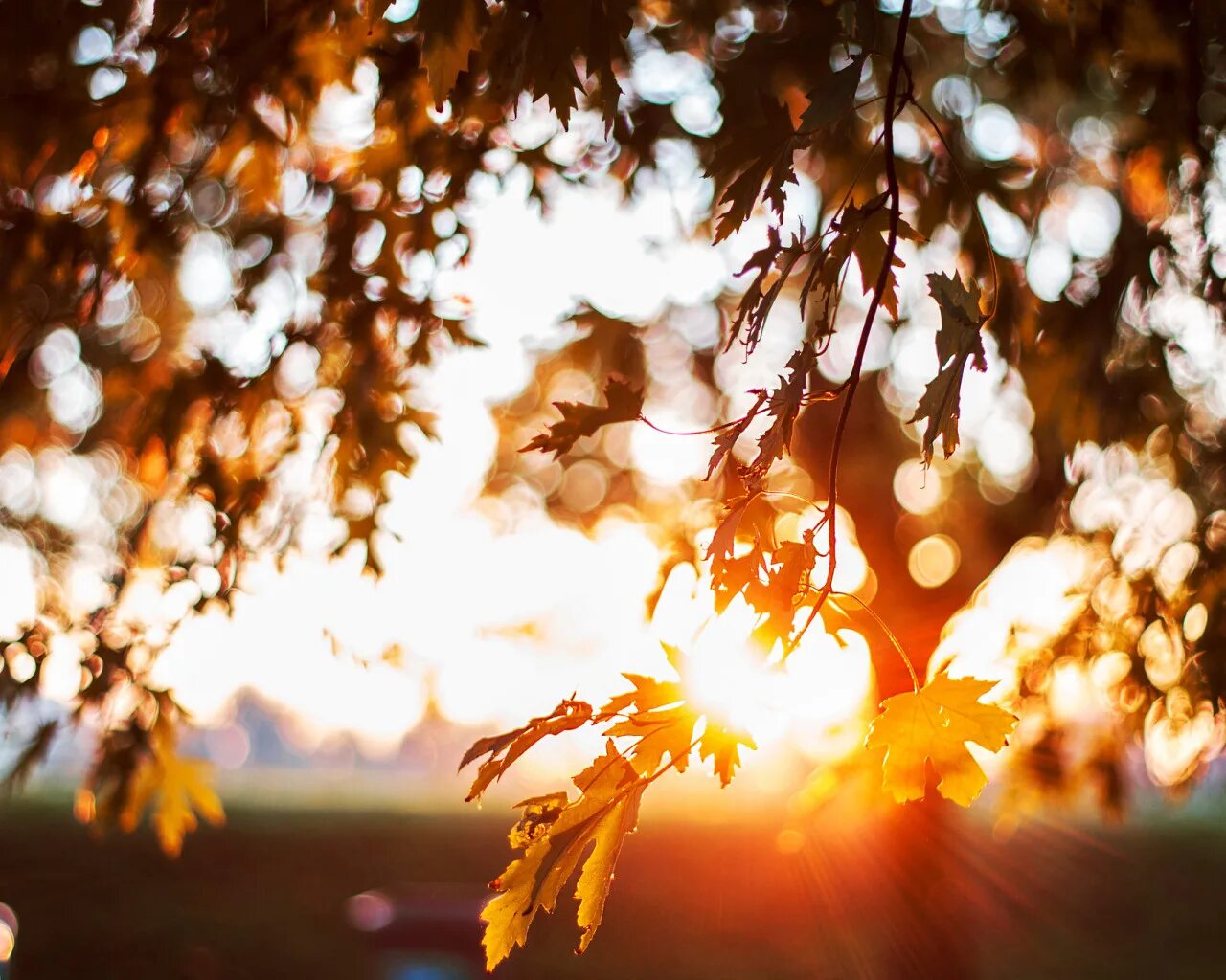 Осенние листья на воде. Желтая листва. Дождливая осень. Мерцание просветов средь листвы. Солнце сквозь листву.