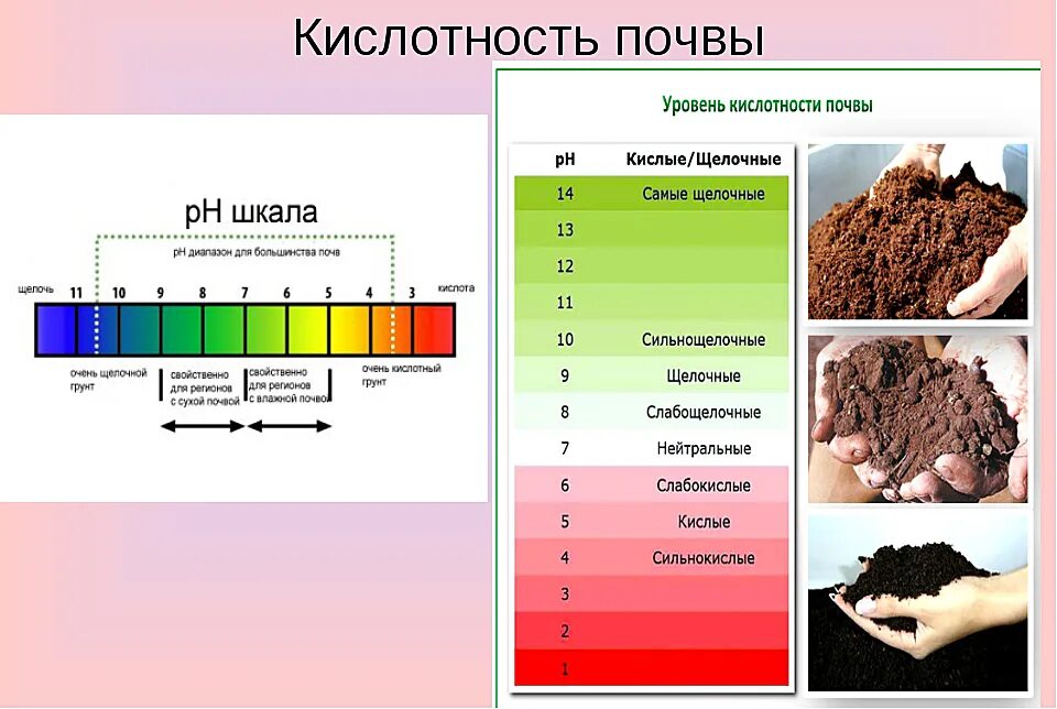 Почвы повышенной влажности. Кислотность почвы 5.5,6.2. Уровень кислотности PH почвы. Шкала PH почвы кислотности почвы. Кислотность почвы показатель РН.