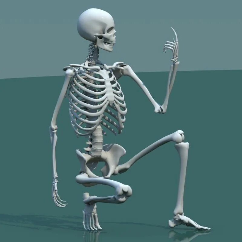 Biped скелет. Скелет человека 3д модель. Скелет 3д анатомия. Скелет человека 3d.