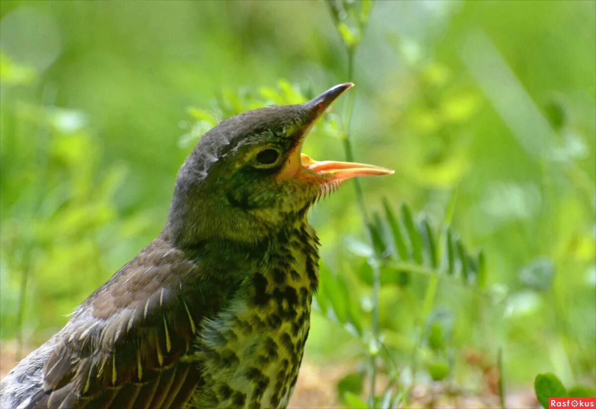 Птицы в лесу. Певчий лес. Обыкновенный соловей. Певчий лес. Певчий лес.