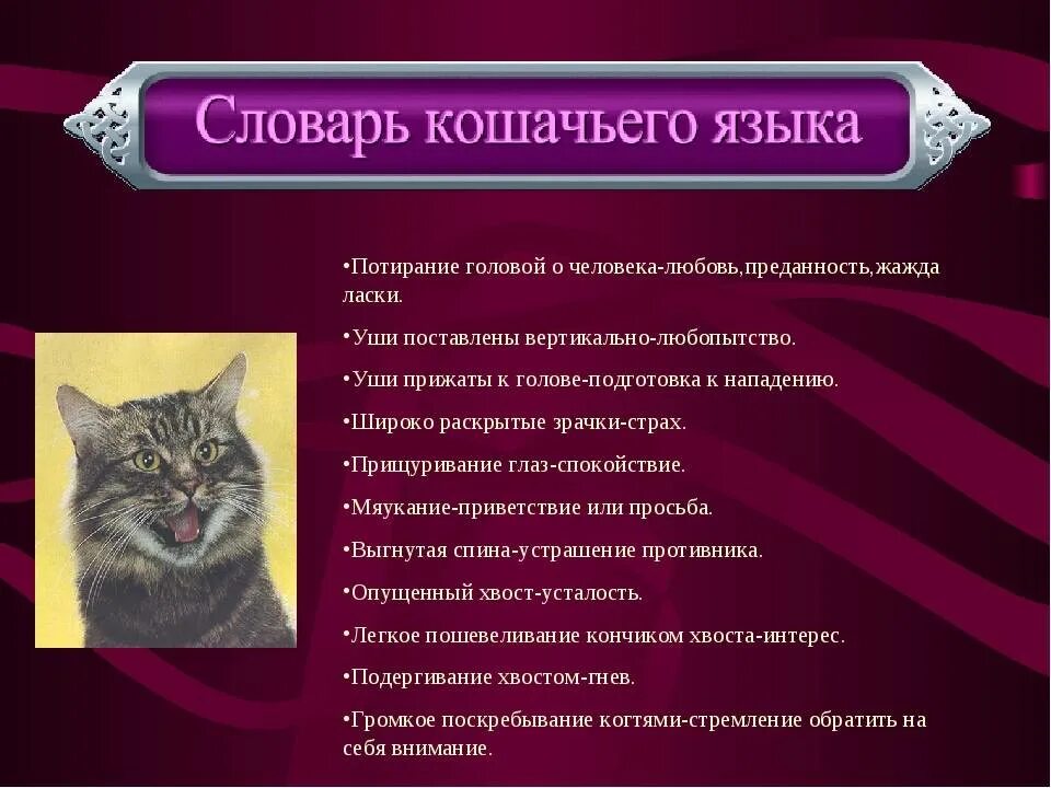 Как переводится кошек. Кошачий язык. Человеческо кошачий язык. Кошачий язык словарь. Перевод на кошачий язык.