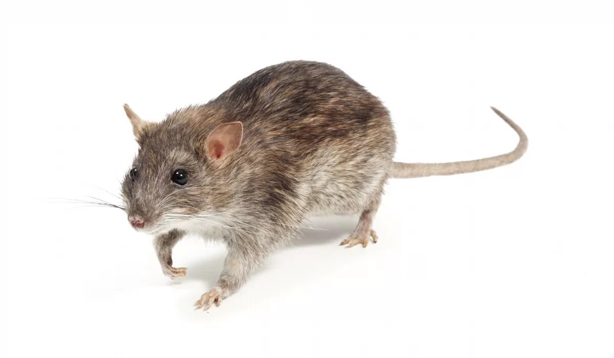 крысиная морда. крыса озон. морда крысы. крыса озон. крыса озон.