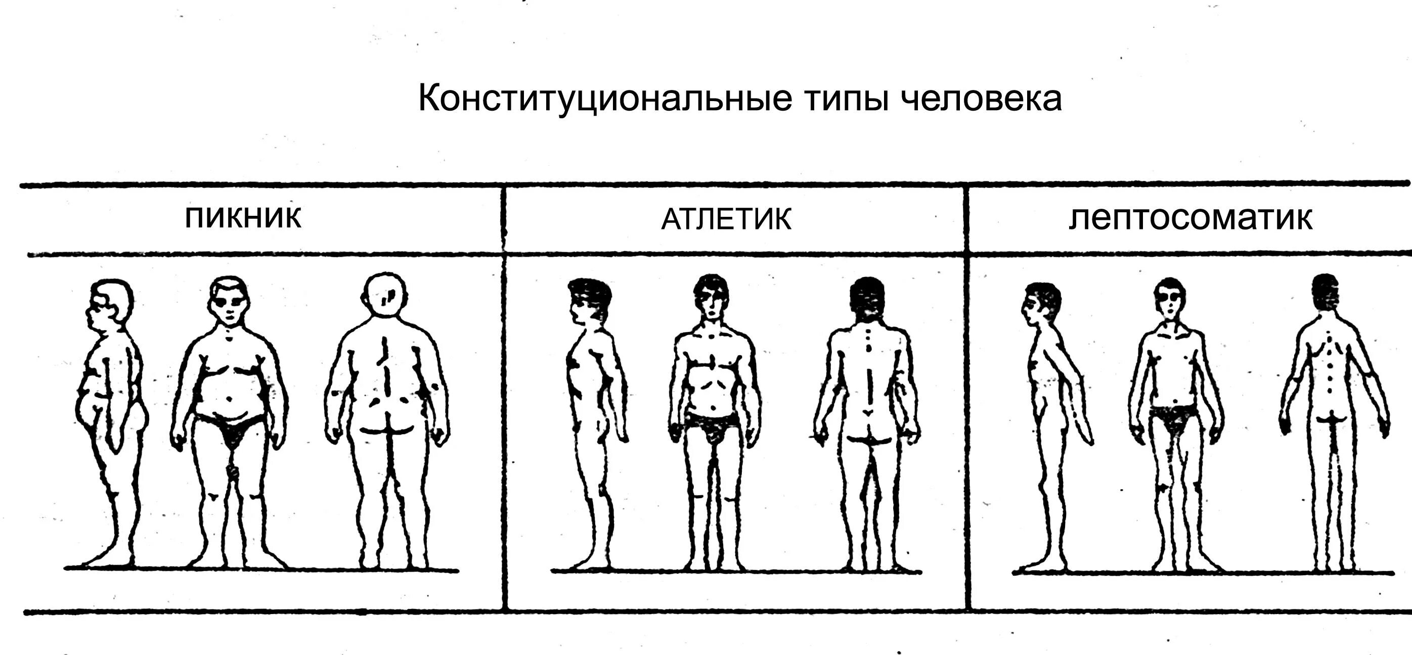 Типы личности пикник Атлетик астеник. Типы телосложения пикник астеник Атлетик. Типы телосложения по Кречмеру астеник пикник Атлетик. Типы телосложения по Кречмеру пикник. Тип пикник