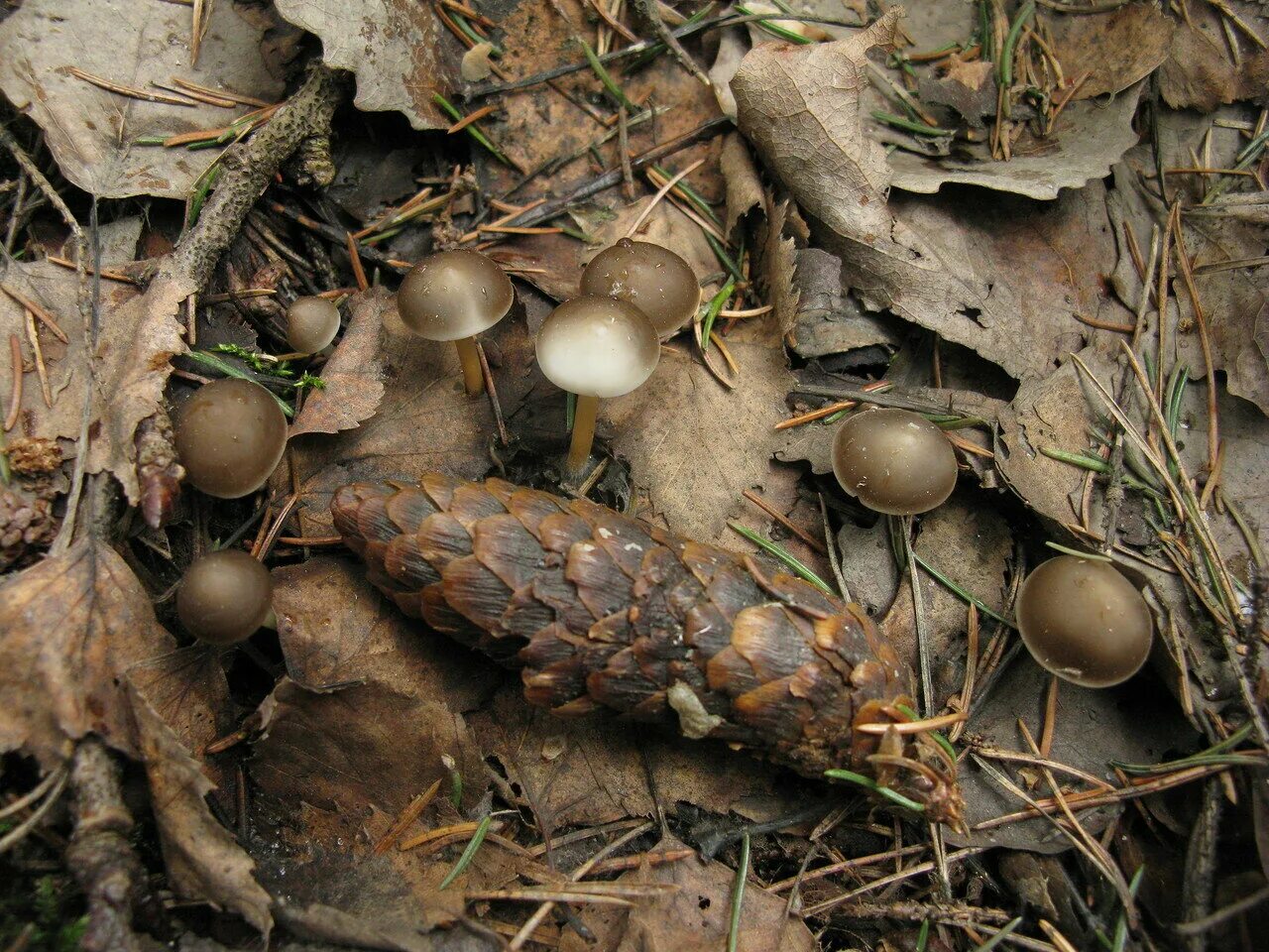 Самые ранние грибы. Стробилюрус съедобный (Strobilurus esculentus). Весенние грибы съедобные. Ранние грибы. Ранние съедобные грибы.