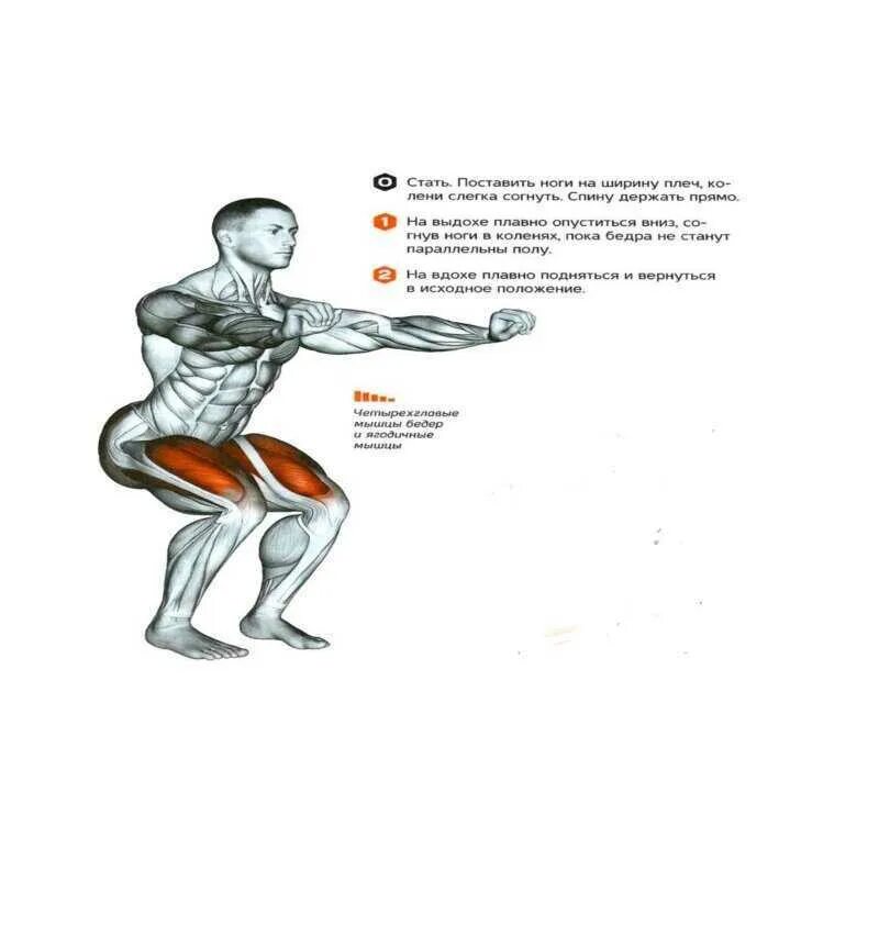 Приседания схема упражнения. Упражнения для мышечной массы. Упражнения мышцы отжимания от пола. Отжимания от стены какие мышцы задействованы. Упражнения приседания отжимания