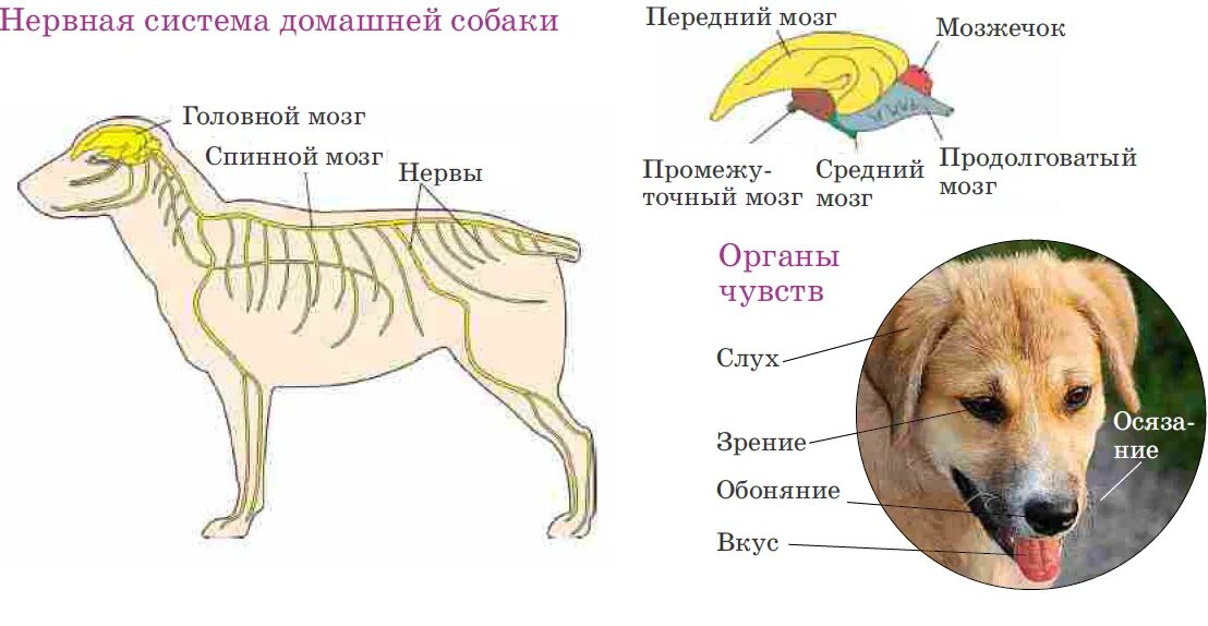Какие органы чувств животных