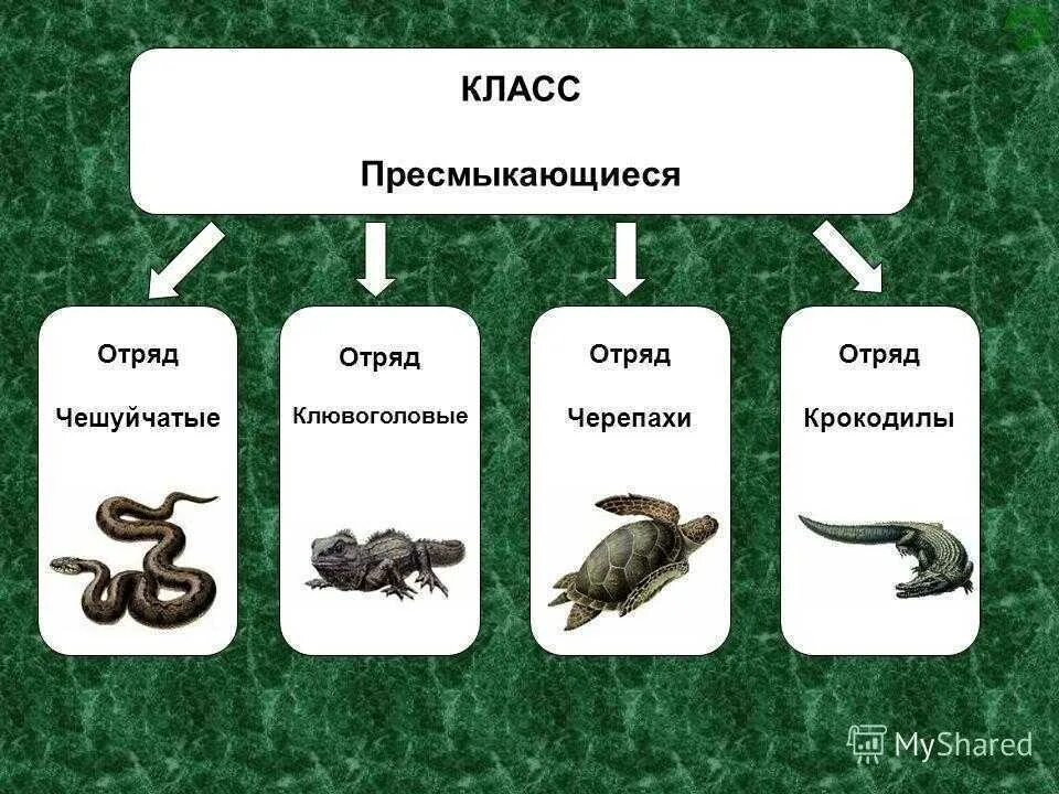 Семейство это группа животных. Пресмыкающиеся отряды пресмыкающихся. Пресмыкающиеся это класс или отряд. Класс пресмыкающиеся отряд крокодилы представители. Класс пресмыкающиеся делится на отряды.