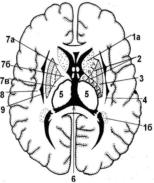Усиленный в базальных отделах. Горизонтальный разрез головного мозга базальные ядра. Схема базальных ядер головного мозга. Базальные ядра мозга строение. Горизонтальный разрез мозга на уровне базальных ядер.
