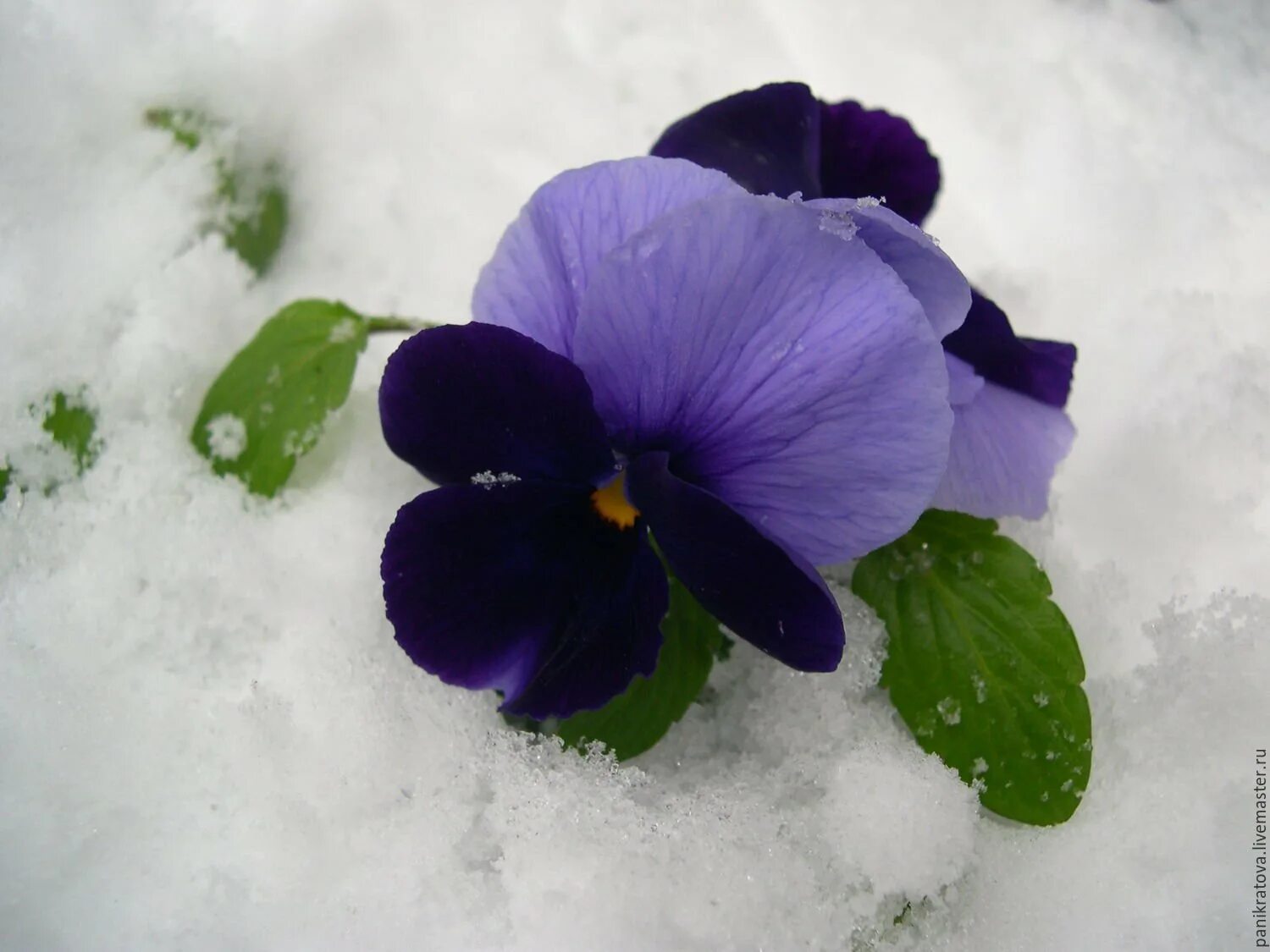 Фиалки под снегом. Фиалка рс зимняя ночь. Фиалка снежный покров. Фиалка лиловый снег. Фиалка снежный покров.