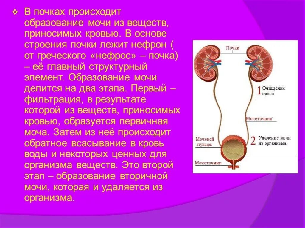 . Выделительная система. Строение почек. Образование мочи.. Образование мочи в почках. Образование первичной мочи. Механизм образования первичной и вторичной мочи.