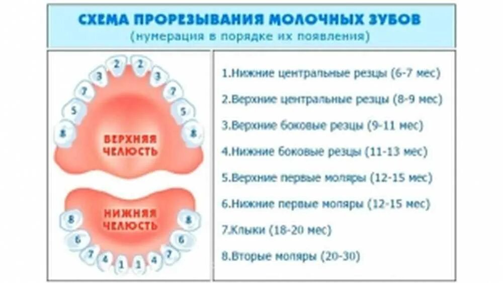 В 2 года могут лезть зубы. Схема вылезания зубов у ребенка молочных. очерёдность прорезывания зубов у детей до года. какие зубы лезут первыми у ребенка схема. прорезываются зубы в 2 месяца у грудничка.