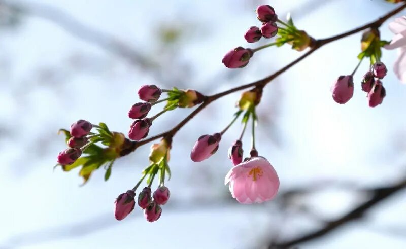 Стэнли слива цветение весной. Деревья цветущие ранней весной. Ранняя весна ветки. Почки на деревьях весной. Почти расцвели.