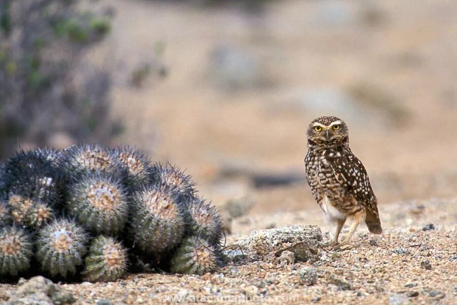 Кактусовый сыч 5 класс биология. Сыч-Эльф кактусовый Сыч. Животные пустыни Атакама. Кактусовый Сыч в пустыне. Пустыня Сонора фауна.