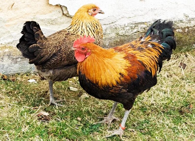 павловская золотая порода кур. орпингтон ястребиный. виандот куропатчатый. альштейр порода кур. орпингтон палевый порода кур.