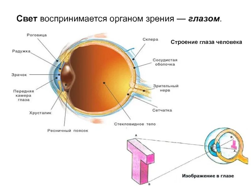 Какой мозг воспринимает информацию от органов зрения