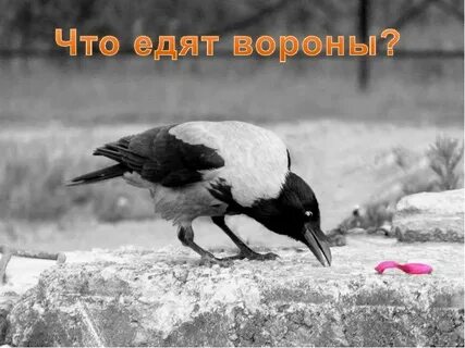 Как воробья ворона обидела