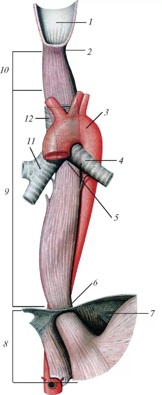Грудная часть пищевода. Пищевод анатомия. Строение пищевода. Грудной отдел пищевода.