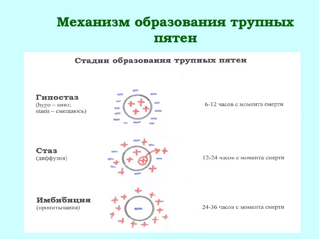 Образование пятен. Механизм образования трупных пятен. Стадии развития трупных пятен. Студии развития трупныепятен. Стадии формирования пятна трупноно.