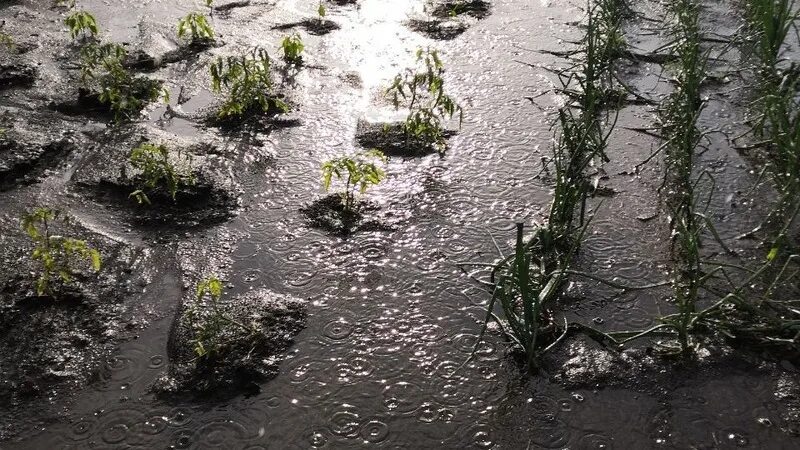 После не так давно прошедшего дождя. Затопило грядки. Огород после ливня. Картинка ЧС сильные дожди затопленные огороды. Город Белгород дождь.