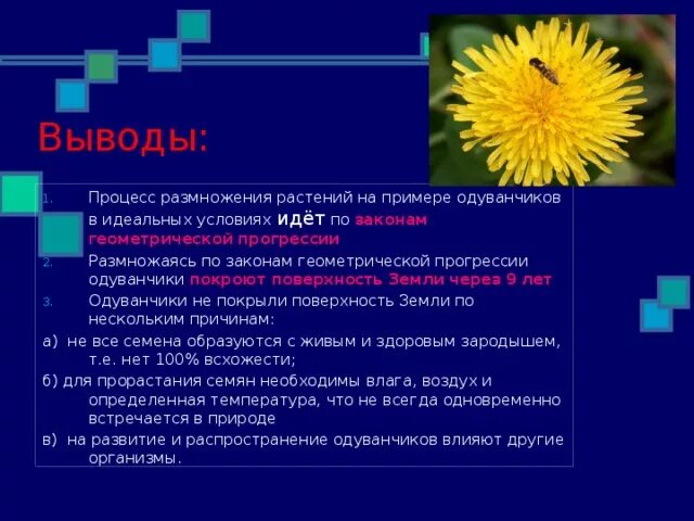 Вывод про одуванчик. Научная работа одуванчик. Процесс размножения одуванчика. Одуванчик размножается. Как размножается одуванчик