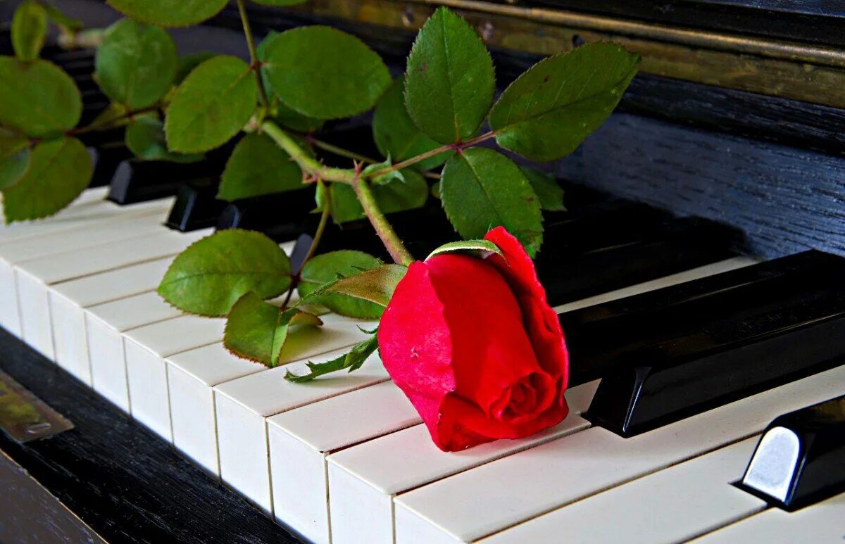 Музыка цветов мп3. Цветы на рояле. Цветы на пианино. Пианино с цветами.