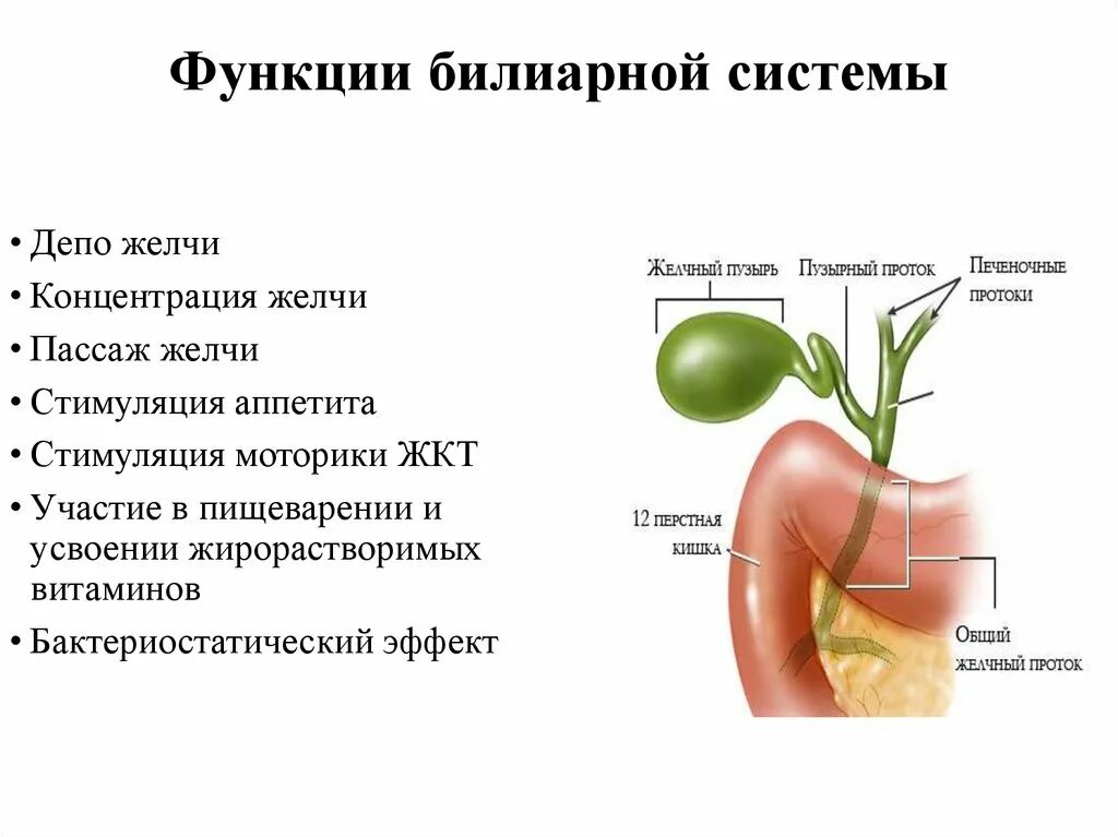 Почему выходит желчь. Функции желчевыводящих путей. Желчный пузырь строение и функции. Желчный проток функции. Желчные протоки строение и функции.