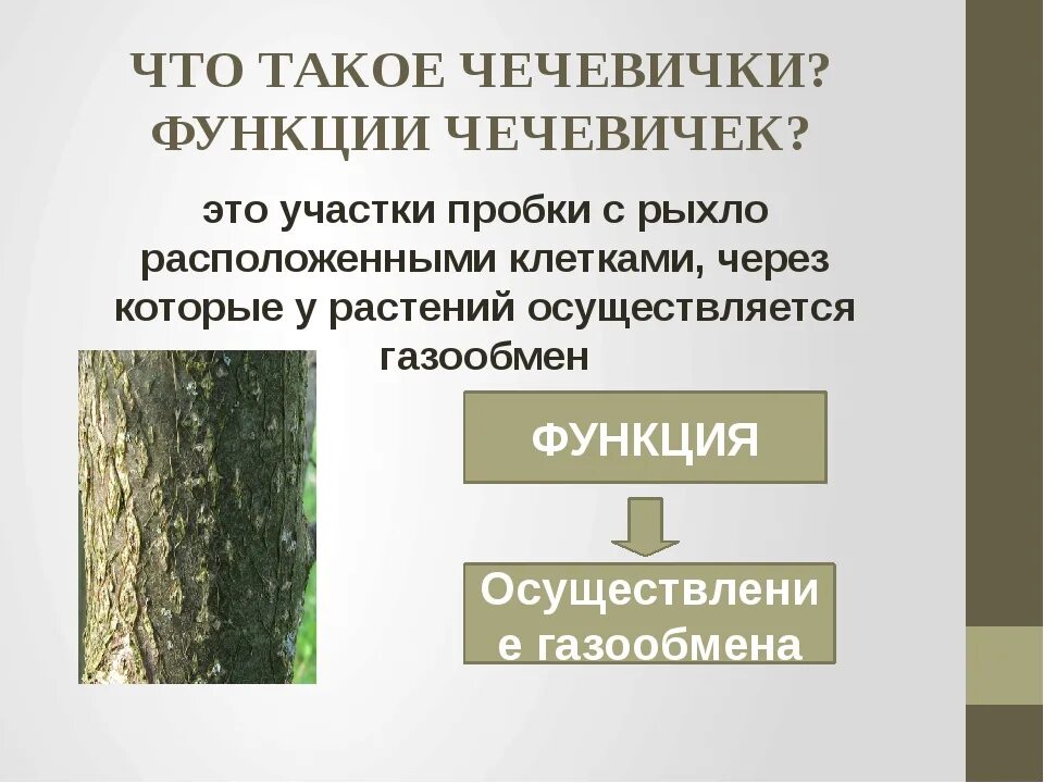 Какие функции выполняет ствол. Чечевички функции. Чечевички у растений функции. Чечевички в стебле древесного растения. Чечевички выполняют функцию.