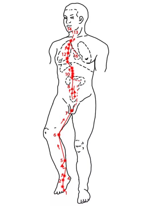 Меридиан почек точки расположения. Точка r 1 Меридиан почек. Меридиан почек Инь. Почечный канал Меридиан. 1 июля точках